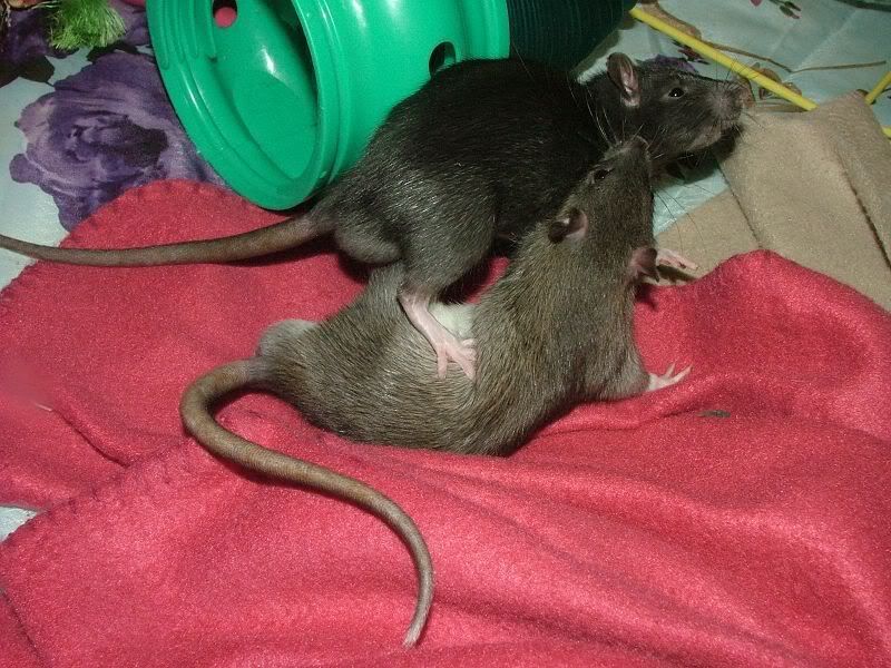 Video of rat growing from birth to 8 weeks old?